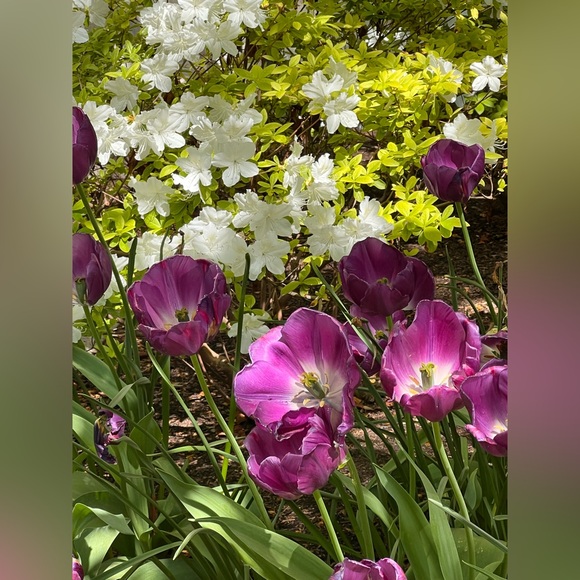 Giveaway #4 You have won the giveaway and unlocked free shipping! 🤗 - Picture 11 of 12